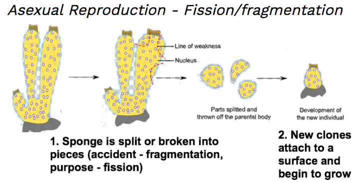 what cells move water through sponges?
